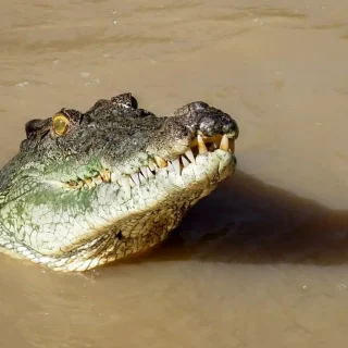 What Tour Guides Want You to Know About Jumping Crocodiles