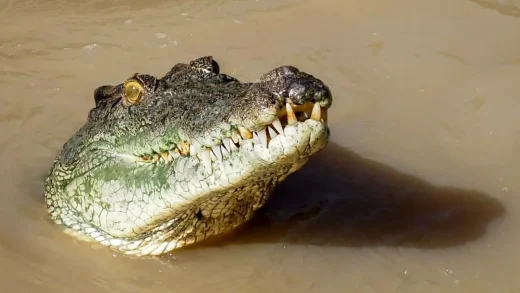 What Tour Guides Want You to Know About Jumping Crocodiles