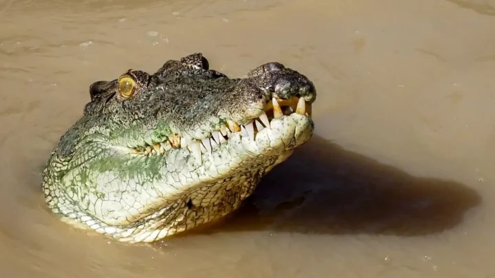 What Tour Guides Want You to Know About Jumping Crocodiles