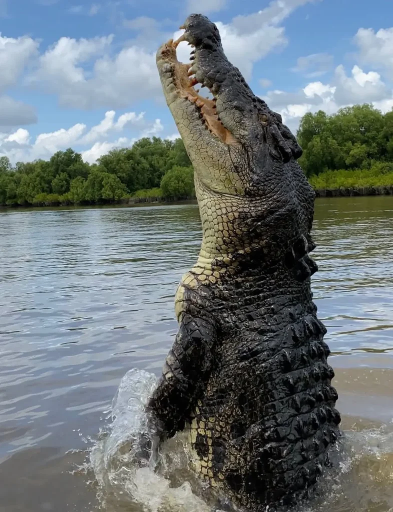 What Tour Guides Want You to Know About Jumping Crocodiles