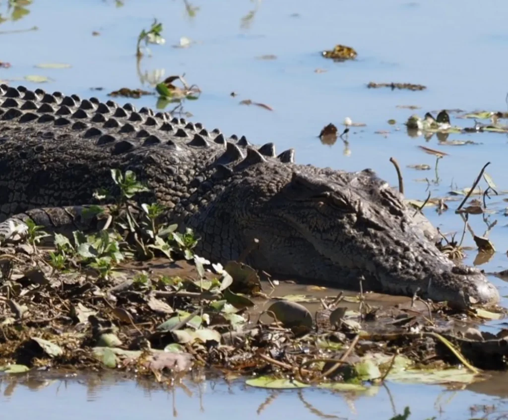 Litchfield National Park Wildlife