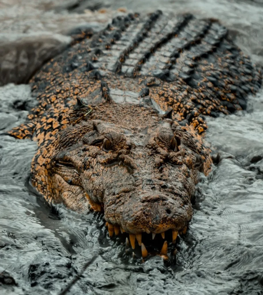 Saltwater Crocodile