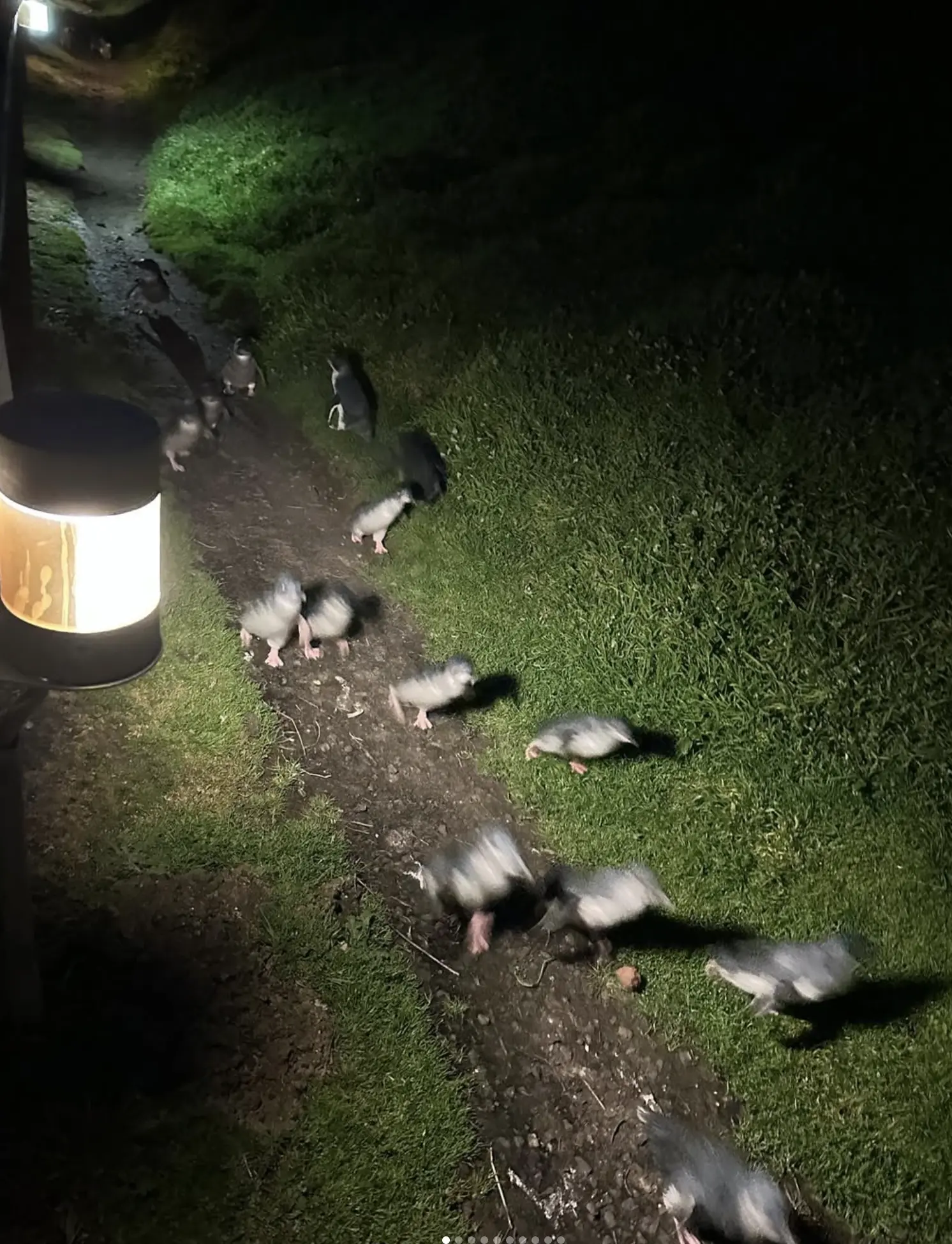 Penguin Parade