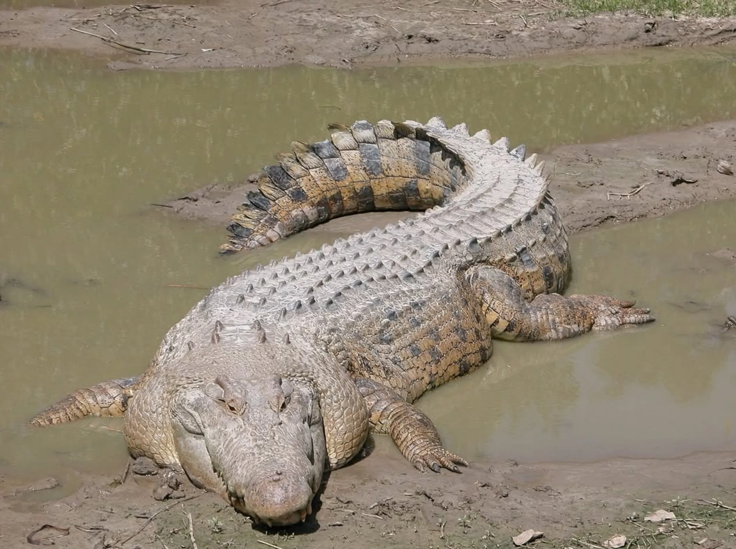 Australian crocodile safety tips