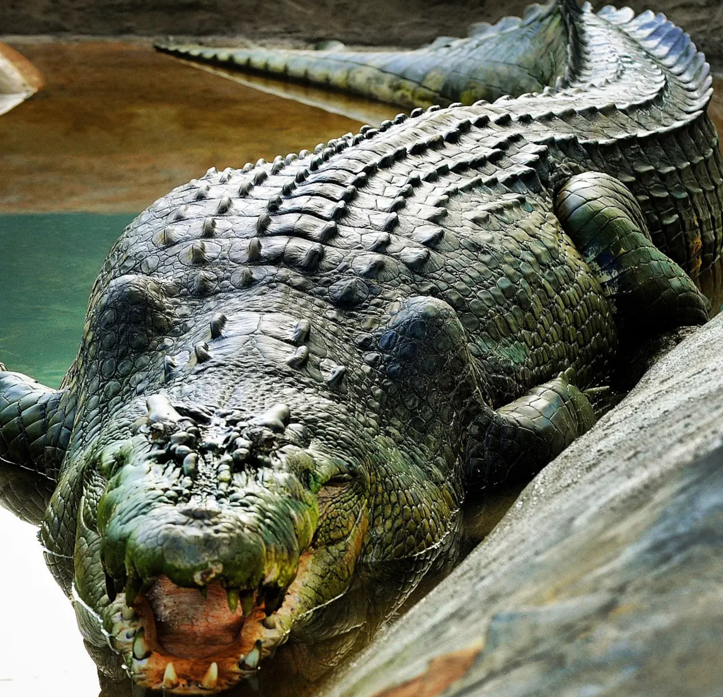 crocodile snout shape difference