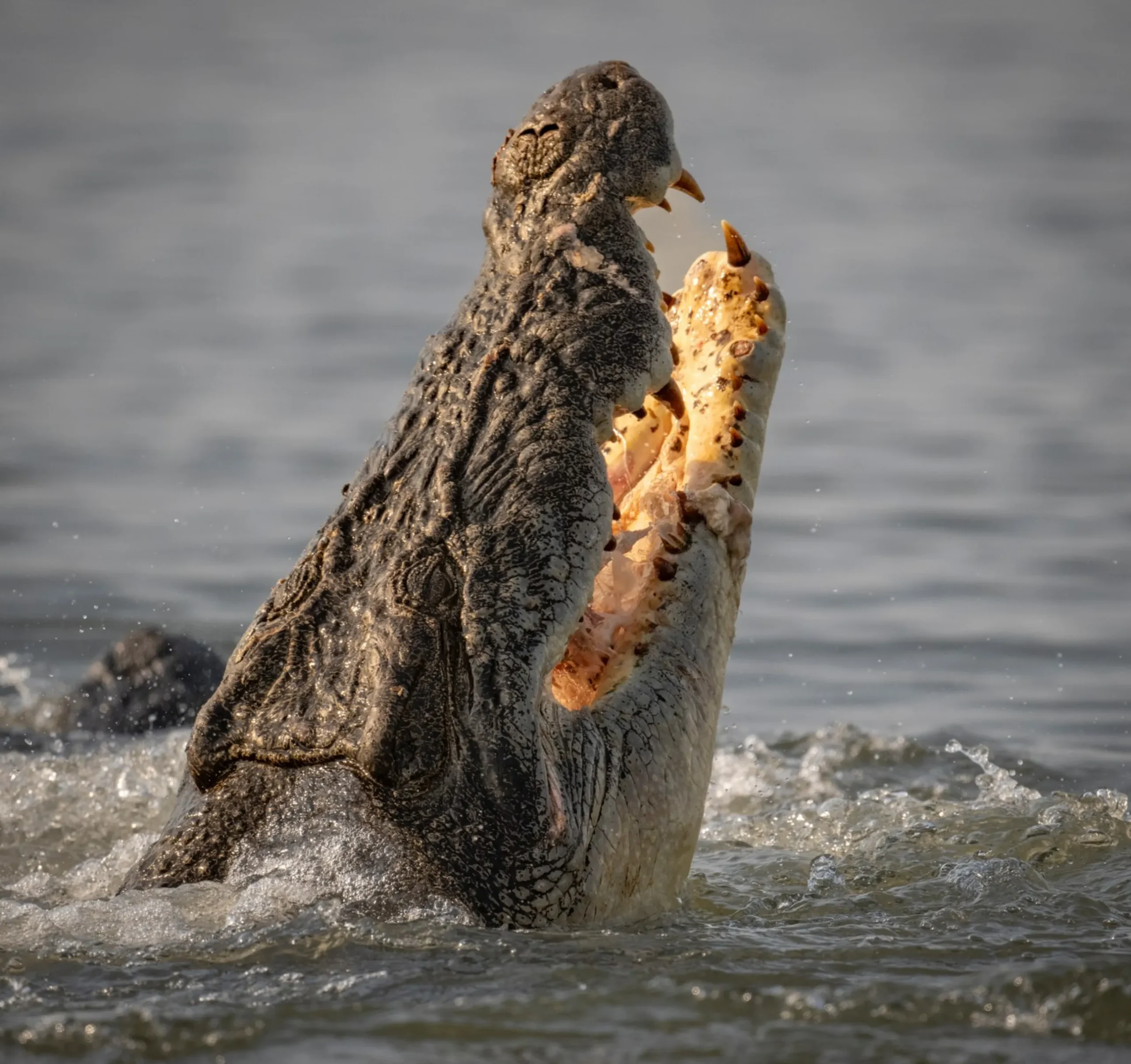 freshwater crocodile vs saltwater crocodile Australia
