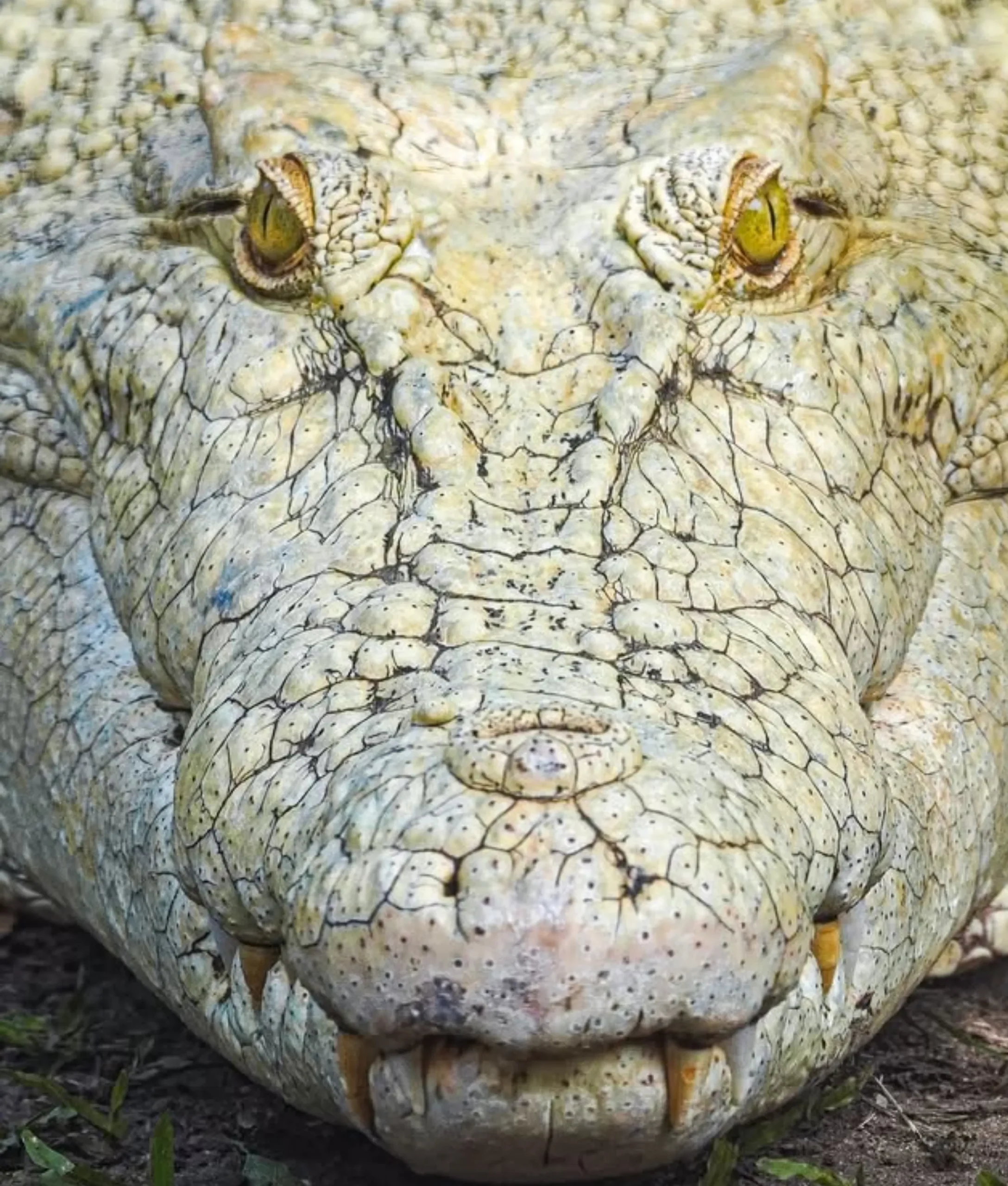 freshwater vs saltwater crocodile