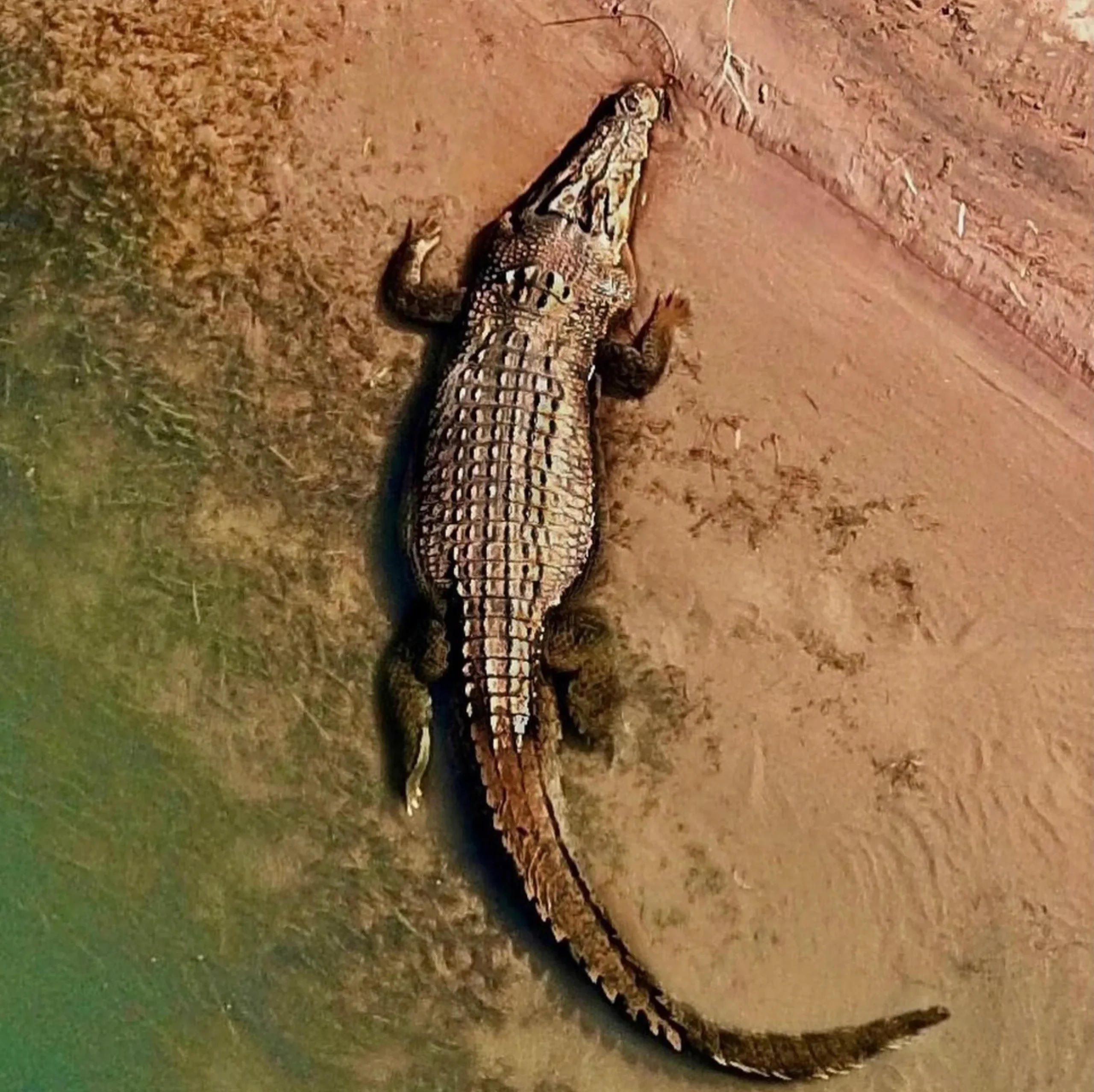 how to identify crocodiles in Australia
