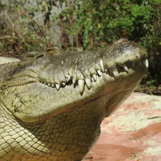 saltwater crocodile identification