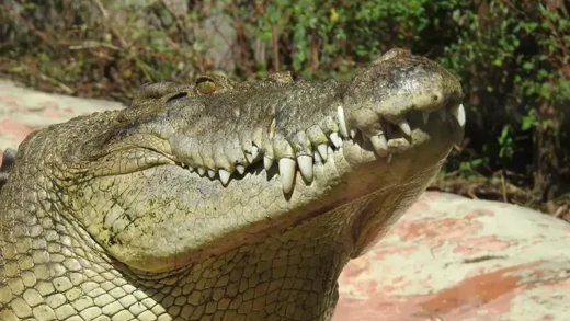 saltwater crocodile identification